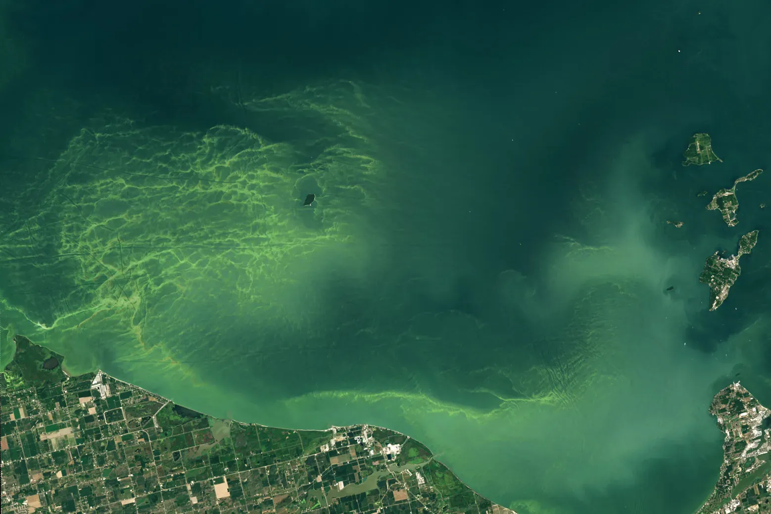 Landsat view of green surface bloom patterns in Lake Erie